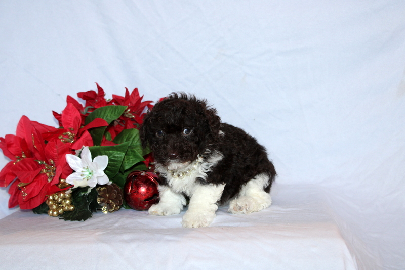 puppy, for, sale, Toy Poodle, Matthew B. Stoltzfus, dog, breeder, Gap, PA, dog-breeder, puppy-for-sale, forsale, nearby, find, puppyfind, locator, puppylocator, aca